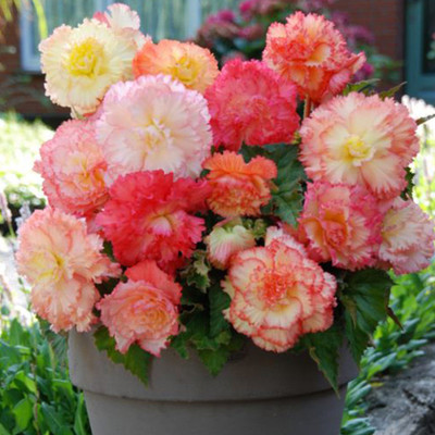 Samba Begonia Pastel Mix - 4 Bulbs - Begonia Samba