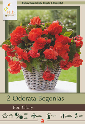 Red Begonia Odorosa 2 Bulbs -The First Truly Fragrant Begonia - 6/+cm