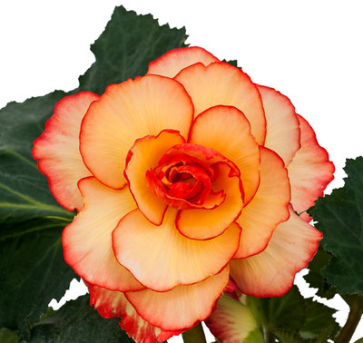 Yellow & Red Picotee Double Begonia - 2 Bulbs 7/+cm