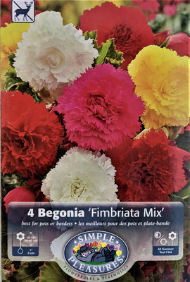 Fringed Begonia Mixed Colors - 4 Bulbs - Begonia fimbriata 7+cm