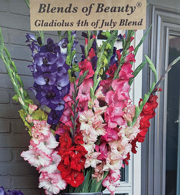 4th of July Blend Large Flowering Gladiolus - 30 Bulbs 12/14cm