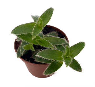 Kitten Ears Plant - Cyanotis somaliensis - Easy to Grow! - 2.5" Pot