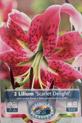 Scarlet Delight Specie Lily 2 Bulbs 16/18 cm - Magenta/Pink