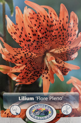 Rare Double Flore Pleno Tiger Lily 2 Bulbs 14/16 cm - Heirloom