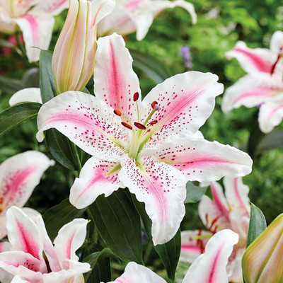 Lovely Day Oriental Lily - 2 Bulbs - Snow White/Soft Pink Blooms - 16/18 cm- NEW