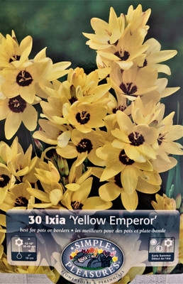 Yellow Emperor African Corn Lily 30 Bulbs - Ixia - 5/+ cm Bulbs