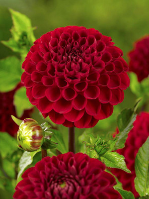 Viking Pompon Dahlia  - #1 Size Root Clump - Scarlet Red!