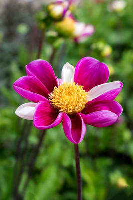 Smarty Collarette Flowered Dahlia - #1 Size Root Clump - Purple & White