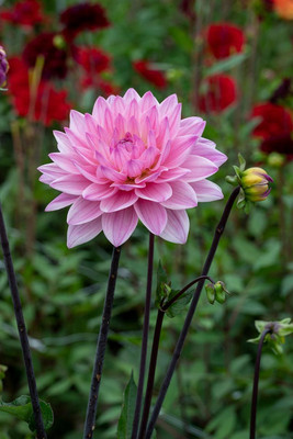 Karma Prospero® Decorative  Dahlia - 1 Bulb Clump