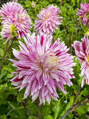 Avignon® Giant Dinnerplate Dahlia - 1 Top Size Root Clump
