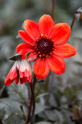 Pulp Fiction Dark Leaf Dahlia - 1 Root Clump - Almost Black Foliage - New