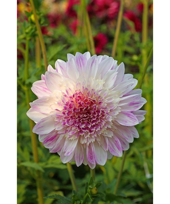 Que Sera Anemone Flowering Dahlia - #1 Size Root Clump - New