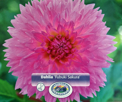 Sakura Fubuki Dahlia - Dinnerplate Fimbriata Flower - #1 Size Root Clump