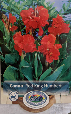 Red King Humbert Canna Rhizome - 2/3 eyes - Bronze Foliage