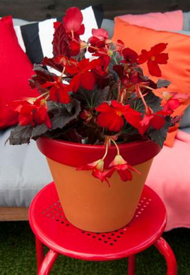 Pendula Red Begonia 2 Bulbs - 5/6 cm - Great in Hanging Baskets