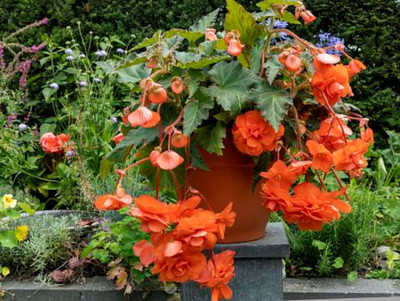 Pendula Orange Hanging Begonia 2 Bulbs 5/6 cm
