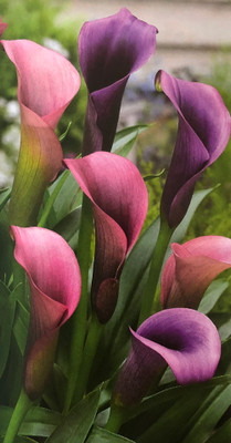 Pasja Calla Lily Bulb 14/16 cm Bulb - Grow Indoors or Out