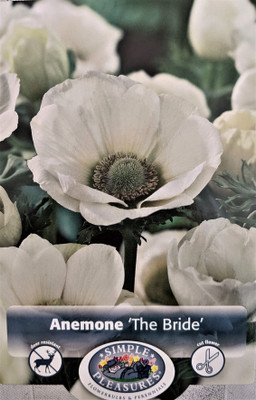 The Bride Poppy Anemone - Windflowers - 15 Bulbs - 8/+ cm
