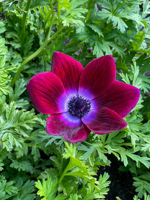 Bordeaux Anemone Windflower - 10 Bulbs - 4/5 cm Bulbs - NEW