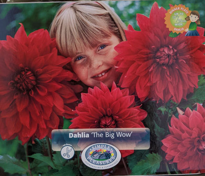 The Big Wow Dinnerplate Dahlia 1 Root Clump - Wine Red Color! - #1 Size