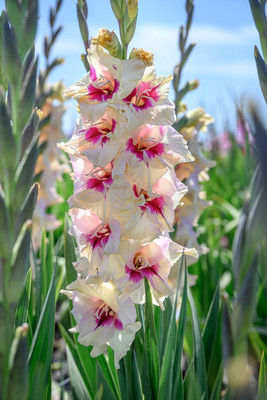 Amber Mystique Gladiolus 10 Bulbs - 12/14 cm - Creamy White/Fuchsia