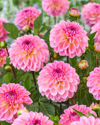 Ilse Giant Ball Dahlia - 1 Root Clump - Pretty Pink! - #1 Size
