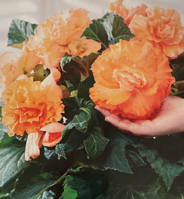 Crispa Apricot Dinner Plate Begonia - 2 Bulbs 4/5cm - Double Blooms - NEW