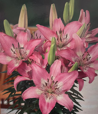 Trendy Nicosia Domingo Asiatic Lily 3 Bulbs - 14/16cm Bulbs - NEW