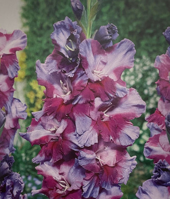 Petsjora Parrot Gladiolus 10 Bulbs 10/+ cm - Purple Ruffled Flowers