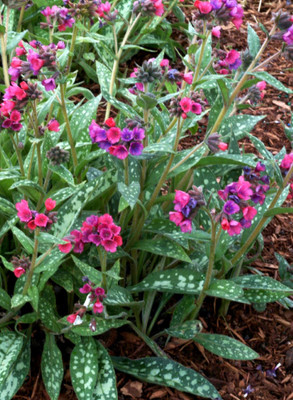 Raspberry Splash Lungwort Perennial - Pulmonaria - 3" Pot