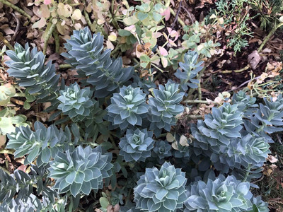 Donkey Tail Spurge Perennial - Euphorbia myrsinites - 4" Pot