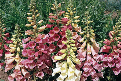 Foxy Foxglove Mix - Digitalis Perennial Plant - 4" Pot