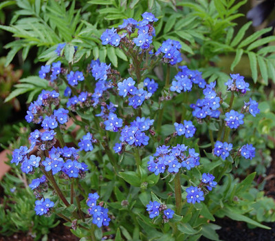Blue Angel Forget Me Not Perennial Plant - Anchusa - 4" Pot