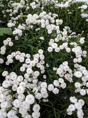 Peter Cottontail Yarrow - Achillea ptarmica - Sun Lover - 4" Pot