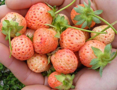Flamingo Strawberry Plant - 4" Pot - June-bearing