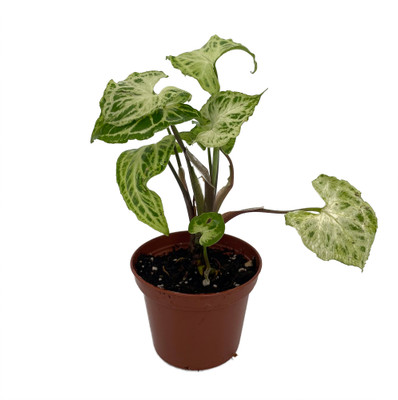 Batik Arrowhead Plant - Syngonium - Nepthytis - 2.5" Pot