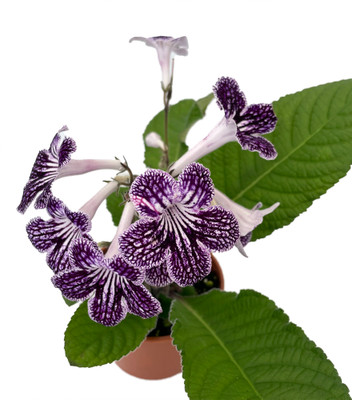 Ladyslippers® Grape Ice Streptocarpus - 4" Pot - Collector's Series