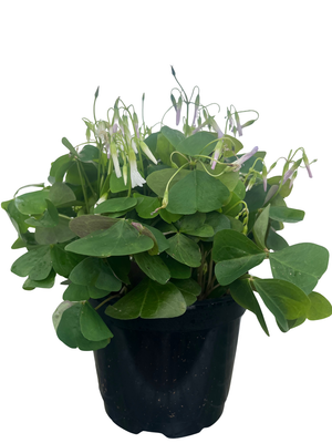 Green Shamrock Plant - Lavender/White Flowers - Oxalis - 6" Pot