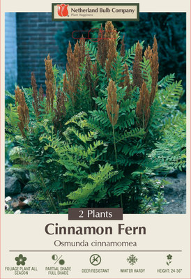 Hardy Cinnamon Fern - Osmunda cinnamomea - 2 Top Size Roots