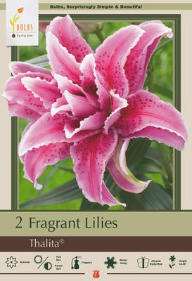Thalita Double Oriental RoseLily - 2 Bulbs - Huge Double Blooms - Fragrant