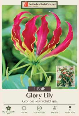 Gloriosa Rothschildiana Lily 1 Bulb - Crimson Red/Yellow - Climbing Lily