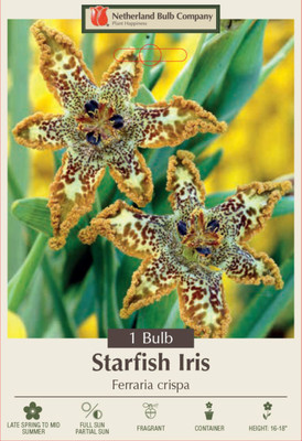 Starfish Iris - Ferraria crispa - Top Size Bulb