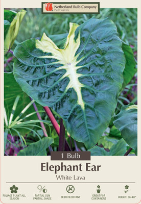 White Lava Elephant Ear 1 Bulb 9/11"- Colocasia - Cream Markings