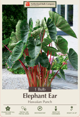 Hawaiian Punch Elephant Ear 1 Bulb 9/11" - Colocasia - Lime Green/Dark Veins