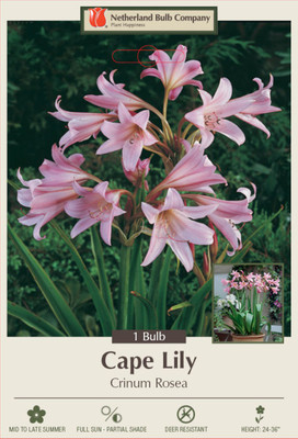 Giant Pink Powell's Crinum rosea - Cape Lily 1 Bulb 24/+ cm