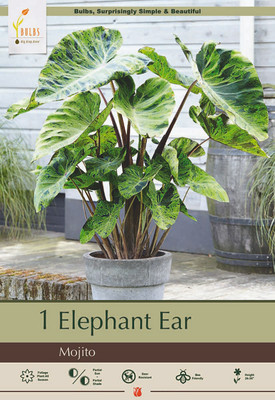 Mojito Elephant Ear - 1 Bulb - 9/11" - Colocasia