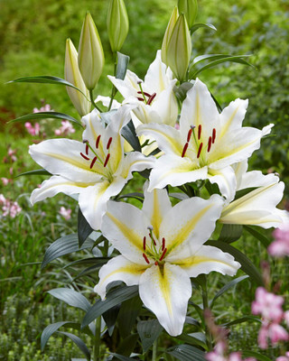 Baferrari Oriental Lily - 2 Bulbs 16/18cm - Huge 10" Blooms