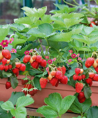 Delizz Strawberry - Fragaria - 4 Plants - 2.5" Pots - NEW!