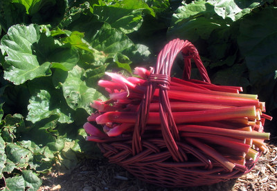 Crimson Red Rhubarb - Perennial - 1 Bare Root