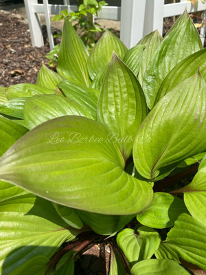 First Blush Hosta - Deep Green with Red Edges - 4" Pot
